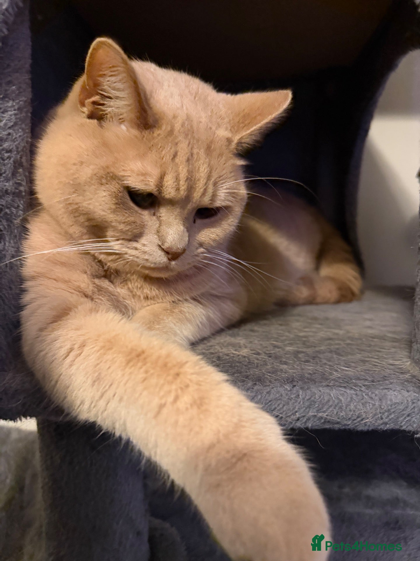 British Shorthair cats Muffin and pumpkin, both 4 year old house cats - Advert 4