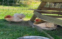 Chickens poultry for sale: Pekin bantam cockerel -free to good home - Image 3