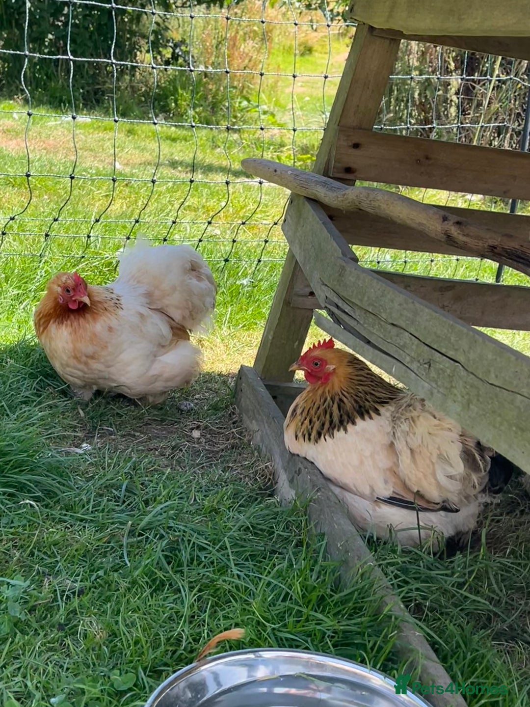 Chickens poultry for sale: Pekin bantam cockerel -free to good home - Image 3