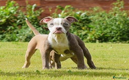 Olde English Bulldogge dogs for sale: 🛑23 YEARS🛑5⭐️APPROVED⭐️LICENSED  - Image 3