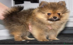 Pomeranian dogs for sale: Beautiful pomeranian pups in Houghton le Spring - Image 24