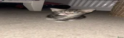 Mixed Breed cats for sale: Beautiful unique looking kittens  - Advert 11