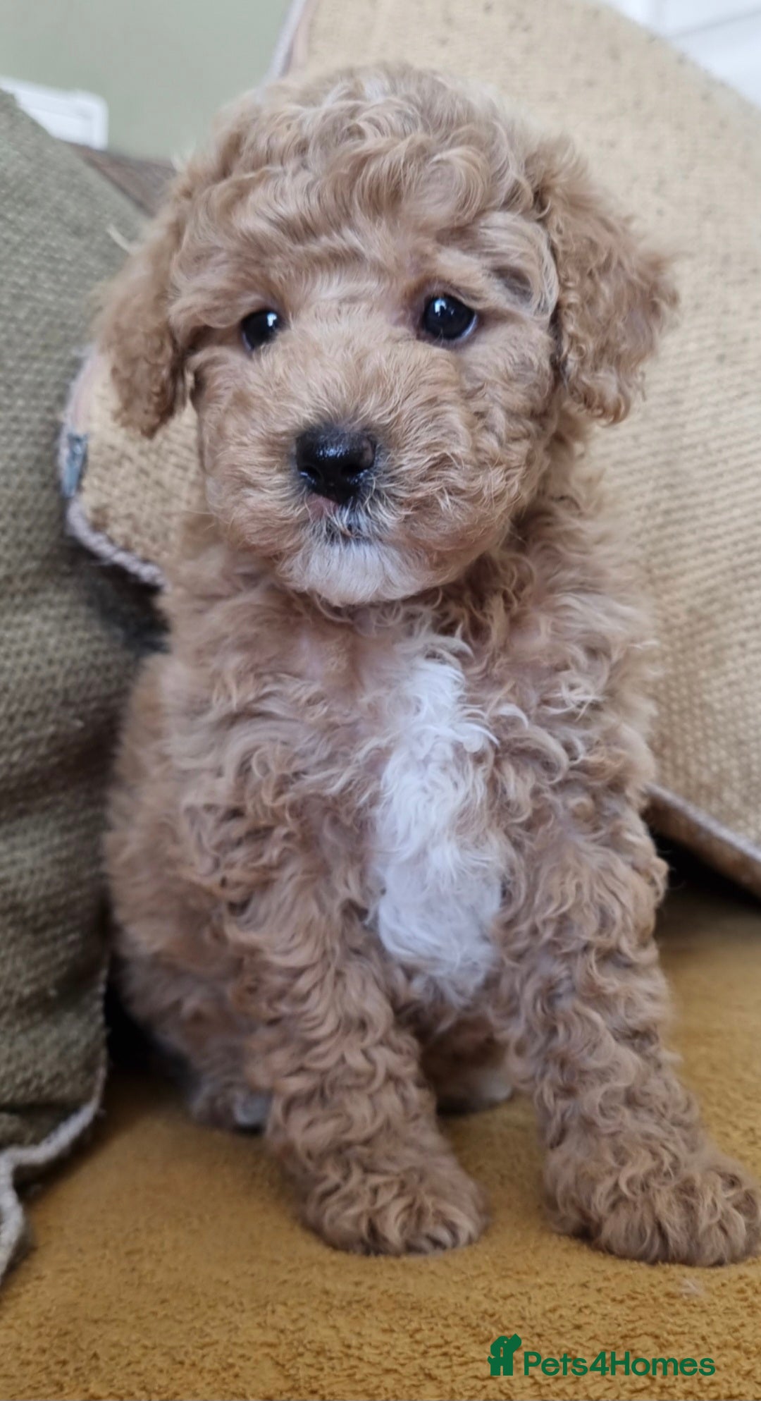 Maltipoo dogs 🩷BEAUTIFUL MALTIPOO GIRL, READY NOW🐻  - Advert 13