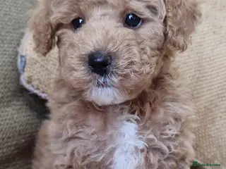 Maltipoo dogs 🩷BEAUTIFUL MALTIPOO GIRL, READY NOW🐻 - Advert 13