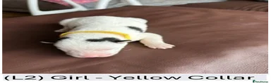 L2 - Yellow Collar Girl