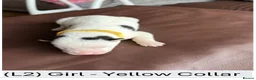 Siberian Husky dogs for sale: Beautiful Siberian Husky Puppies – Litter 2  - Advert 2