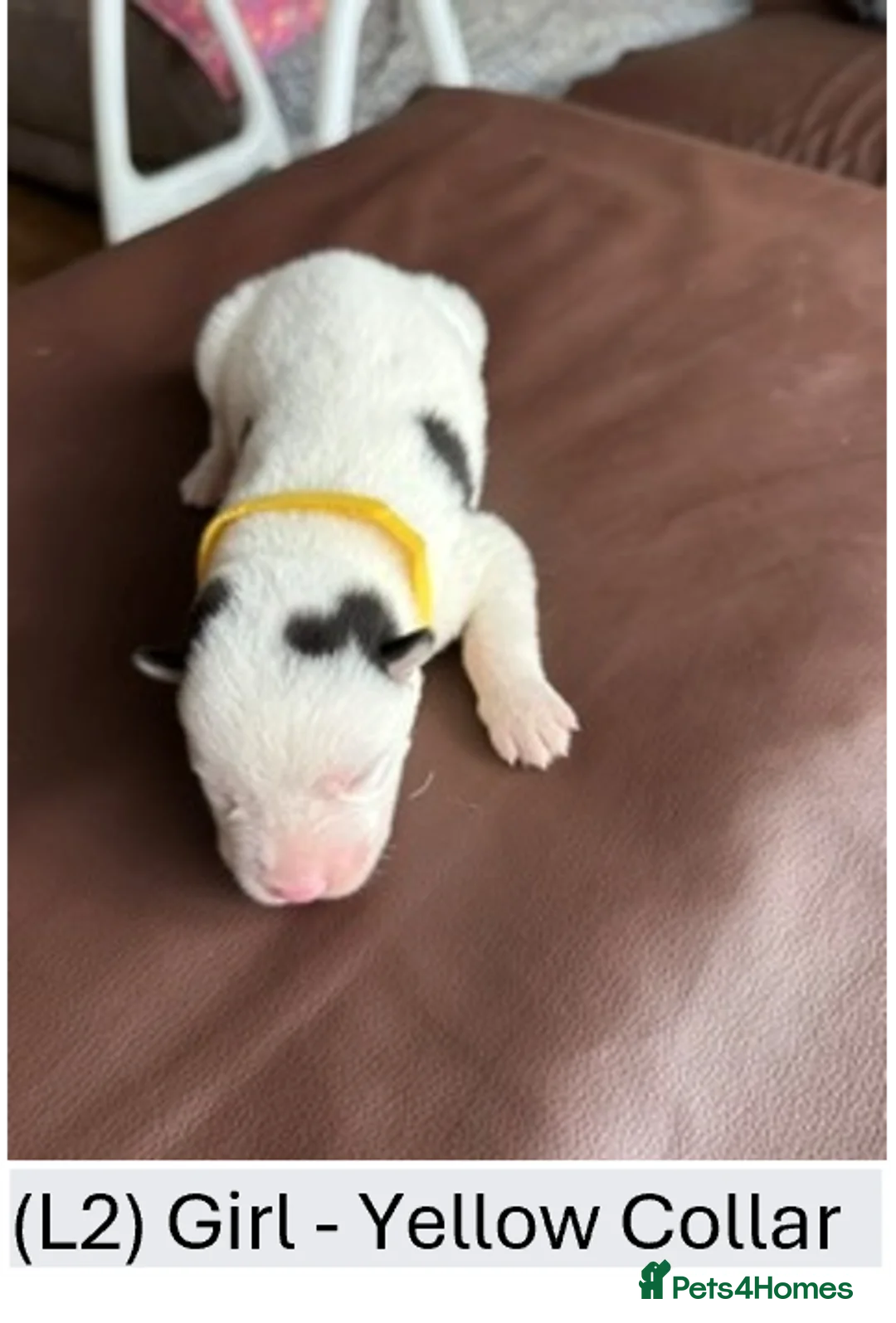Siberian Husky dogs for sale: Beautiful Siberian Husky Puppies – Litter 2  - Advert 2