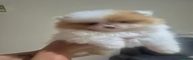 Pomeranian 3