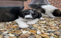Saint Bernard dogs for sale: St Berdoodle (Saint Bernard standard Poodle) - Image 37