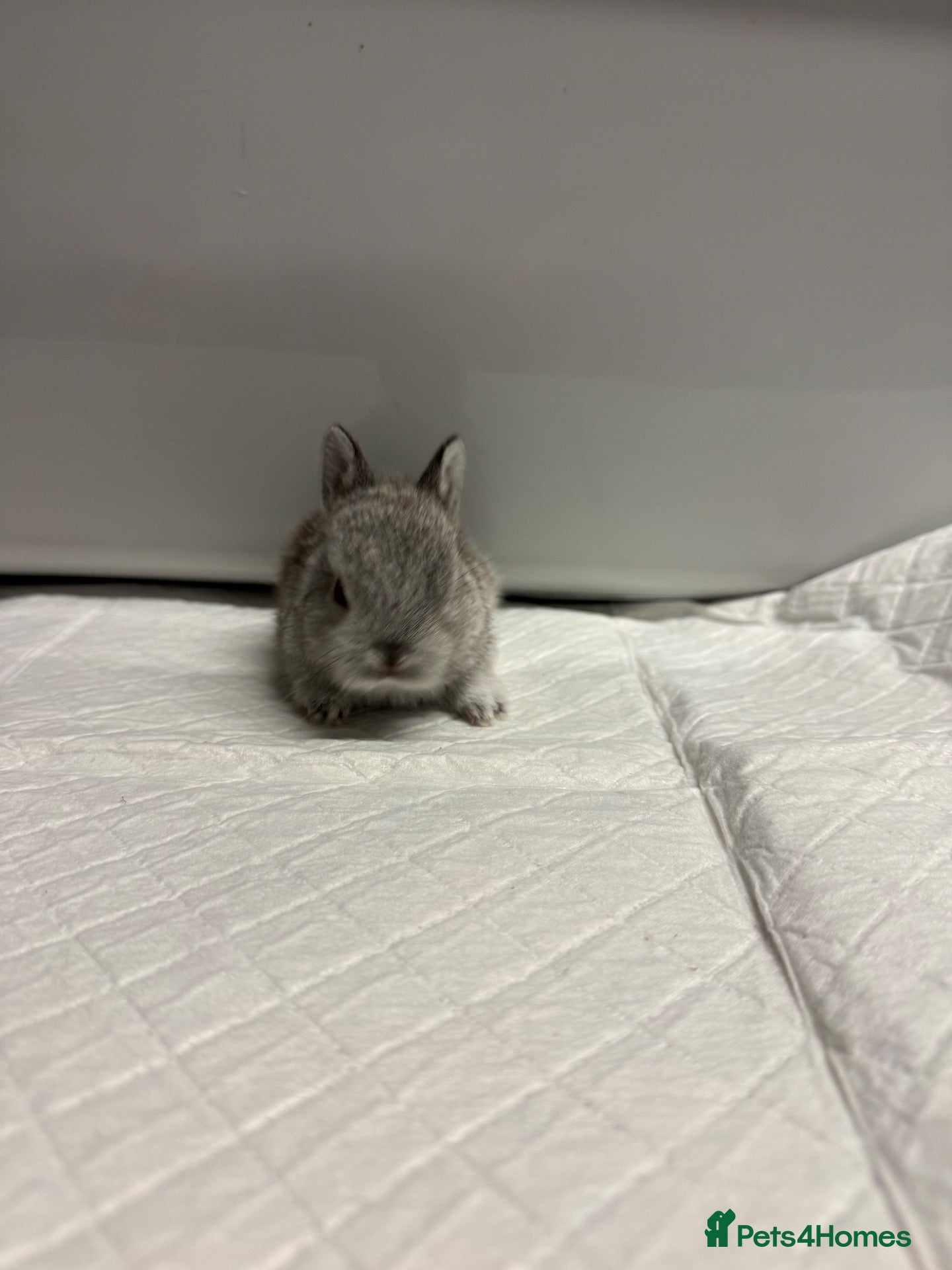 Netherland Dwarf rabbits Gorgeous traditional Netherland dwarf babies  - Advert 1