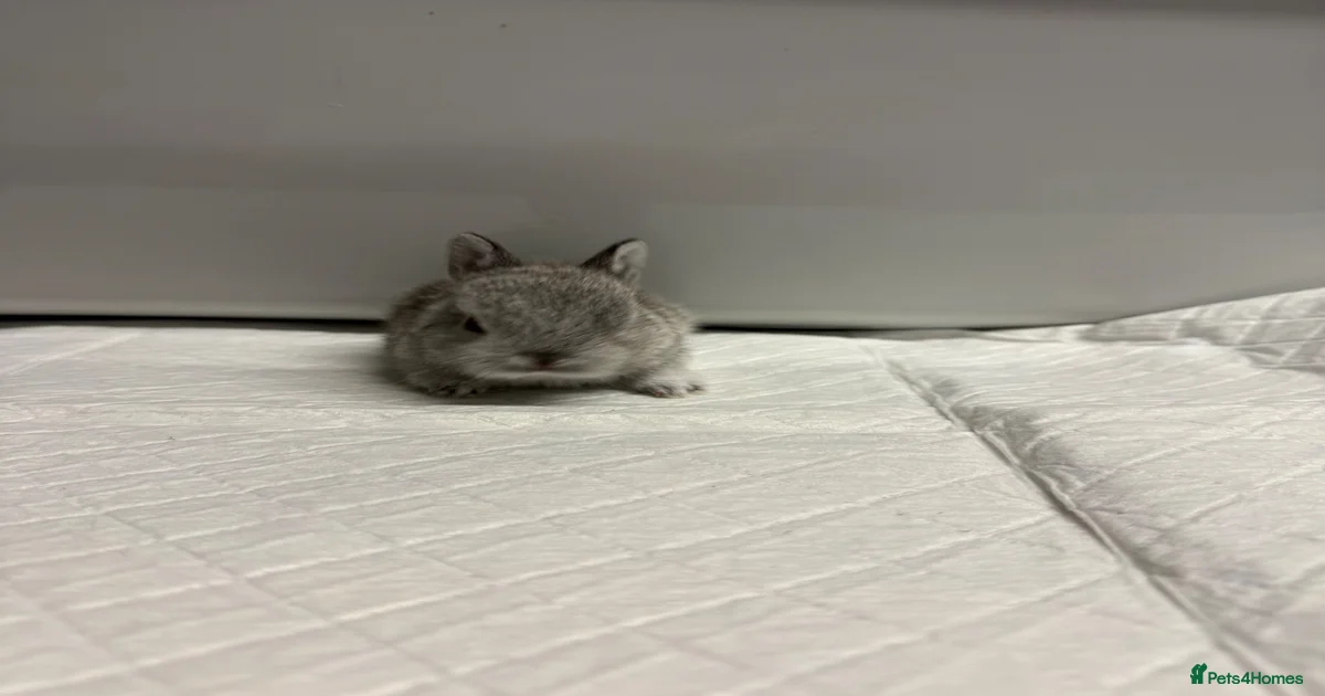 Netherland Dwarf Rabbits for Sale for sale | Pets4Homes