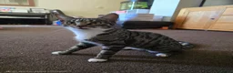 Mixed Breed cats for sale: Bengal cross kittens  - Advert 8