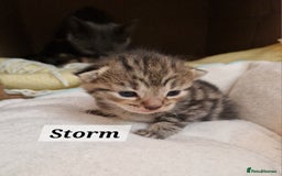 Mixed Breed cats for sale: 2 cute boys Russian blue and Bengal mix  - Advert 6