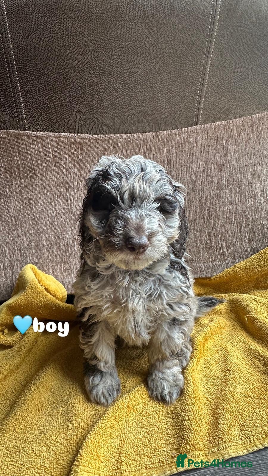 Cockapoo dogs F1b Cockapoo Puppy - 1 girl left 🐾❤️ - Advert 14