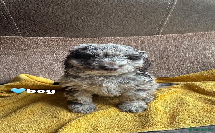 Cockapoo dogs - Advert 4