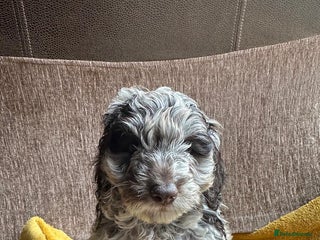 Cockapoo dogs - Advert 32