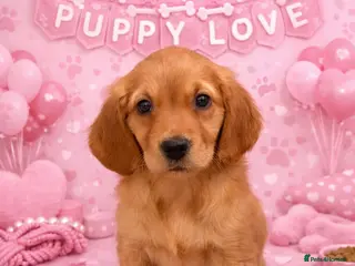 Golden Retriever dogs KC Dark Golden Retrievers 🧬 Health Tested Parents - Advert 6