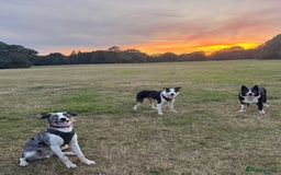 Border Collie dogs for sale: 2 YOUNG BORDER COLLIES / BLUE EYES / MERLE - Image 1