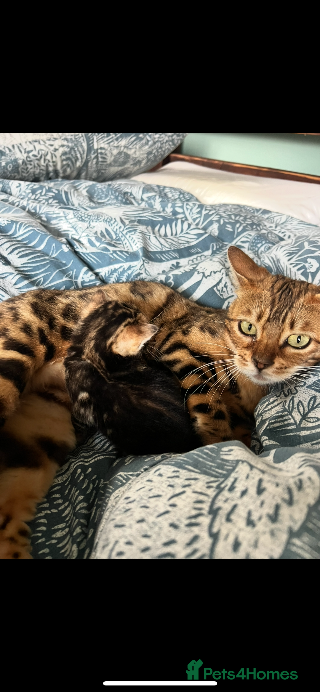 Bengal cats for sale: Beautiful rosette female Bengal kitten  in Okehampton - Image 2
