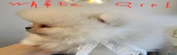 Pomeranian dogs for sale: Gorgeous puppies  - Advert 37