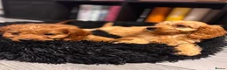 Cavapoo dogs for sale: Beautiful Ruby Cavapoo Pups  in Stafford - Advert 3