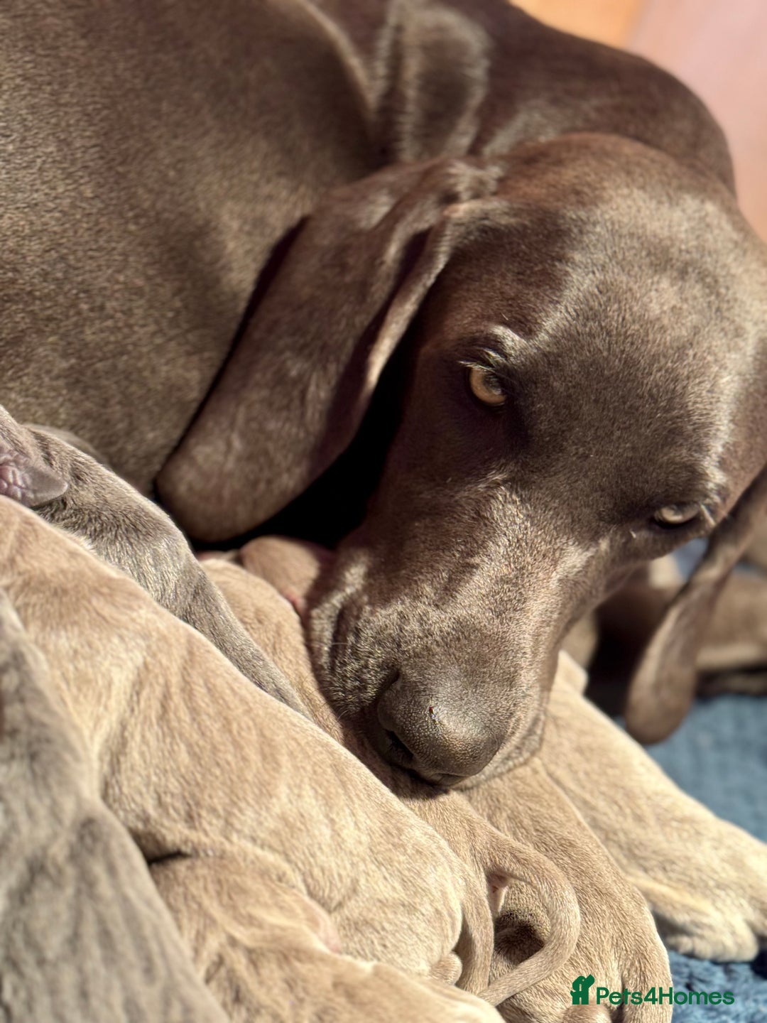 Weimaraner dogs for sale:  KC Reg Weimaraner Pups from Champion Bloodlines ✨ - Image 7