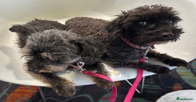 Yorkiepoo dogs - Advert 14