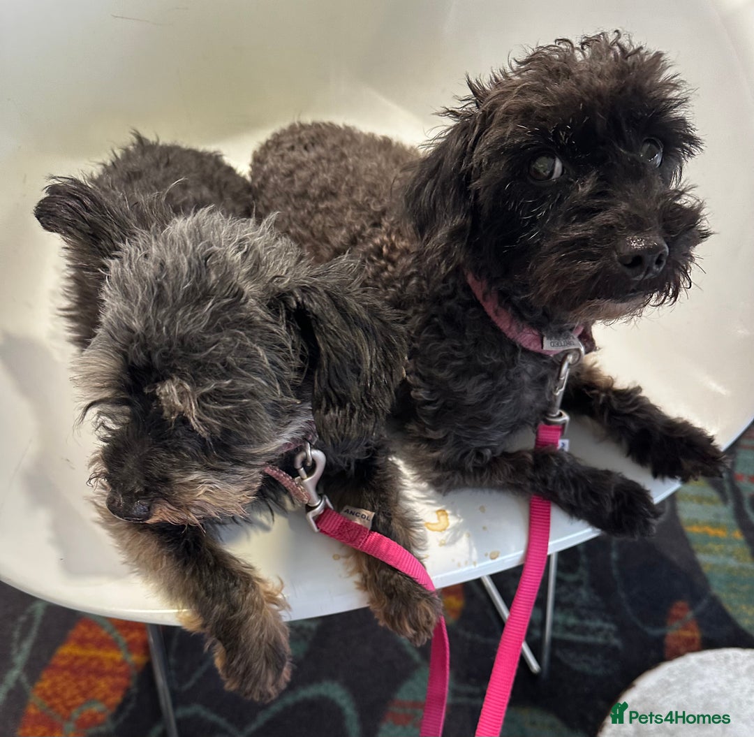 Yorkiepoo dogs for sale: Yorkiepoo Puppies to the manor born - Image 2