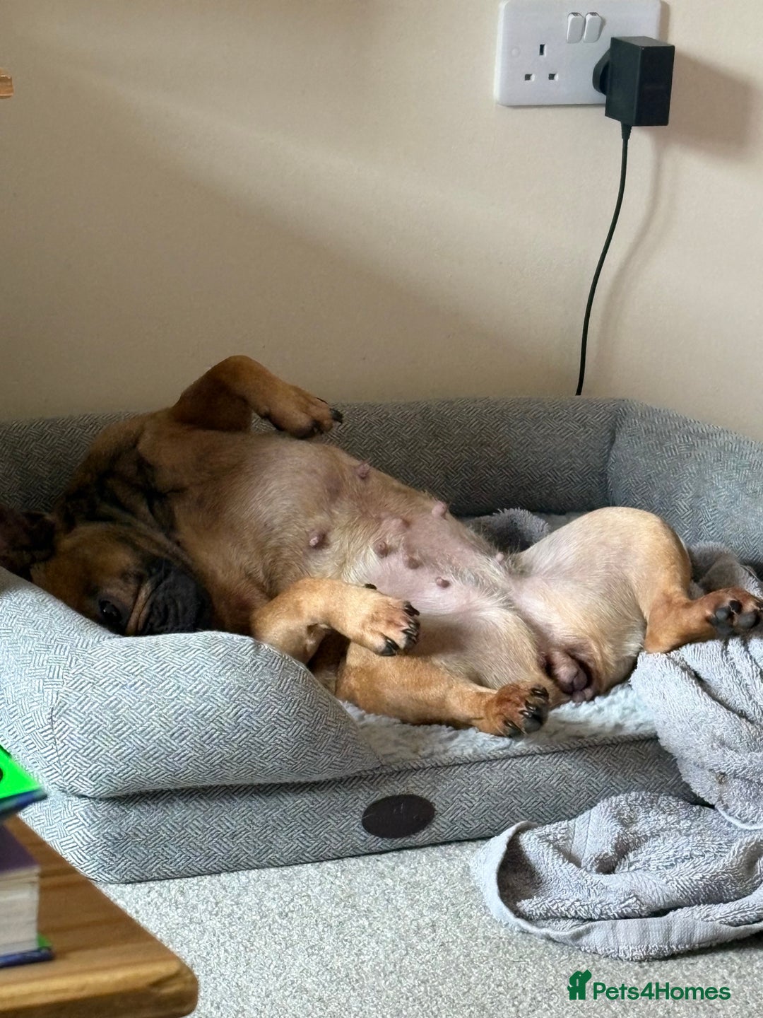 French Bulldog dogs for sale: 2 year old frenchie  - Advert 2