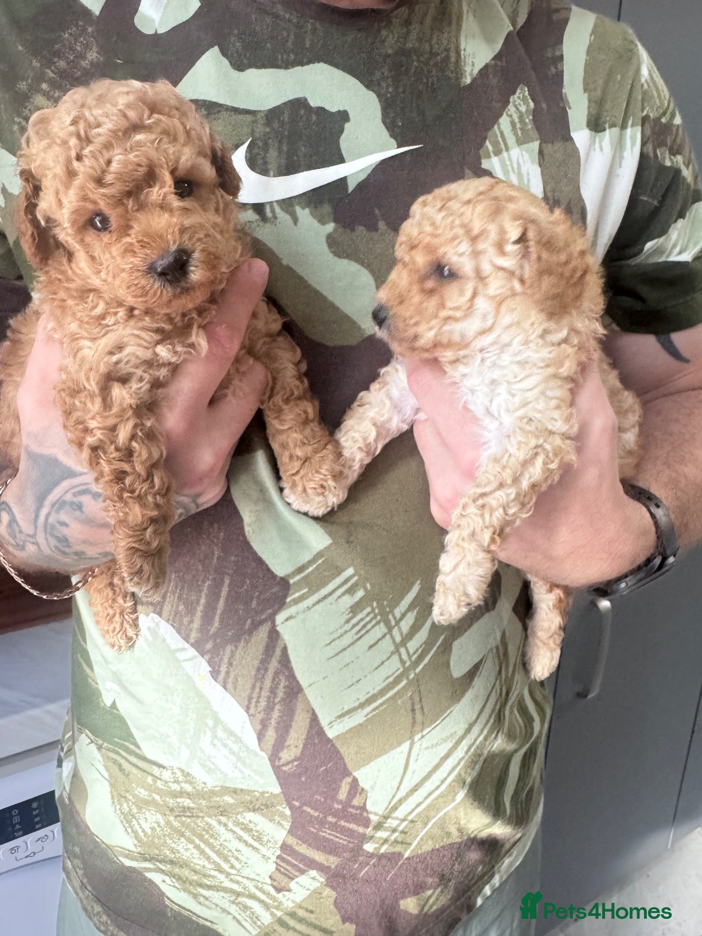 Yorkiepoo dogs 7 beautiful yorkiepoo babys  - Advert 1