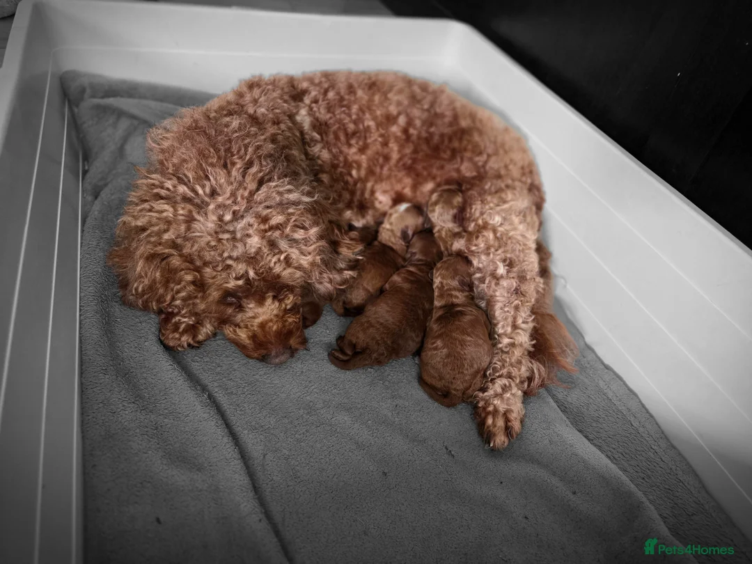 Cavapoo dogs for sale: 5x Asian Toy Poodle X Cavapoo Puppies  - Advert 11