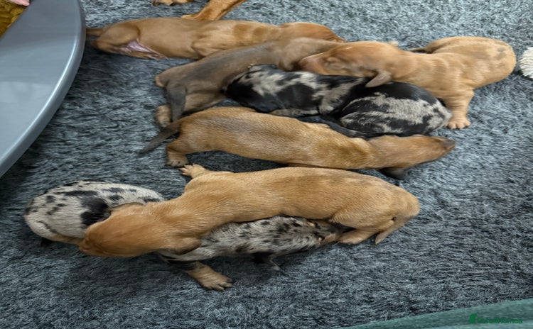 Miniature Dachshund dogs - Advert 1