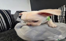 Mixed Breed dogs for sale: Puppy chugs 4 boys  - Image 6