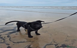 Mixed Breed dogs for sale: 9 month old Labrador cross - Image 4