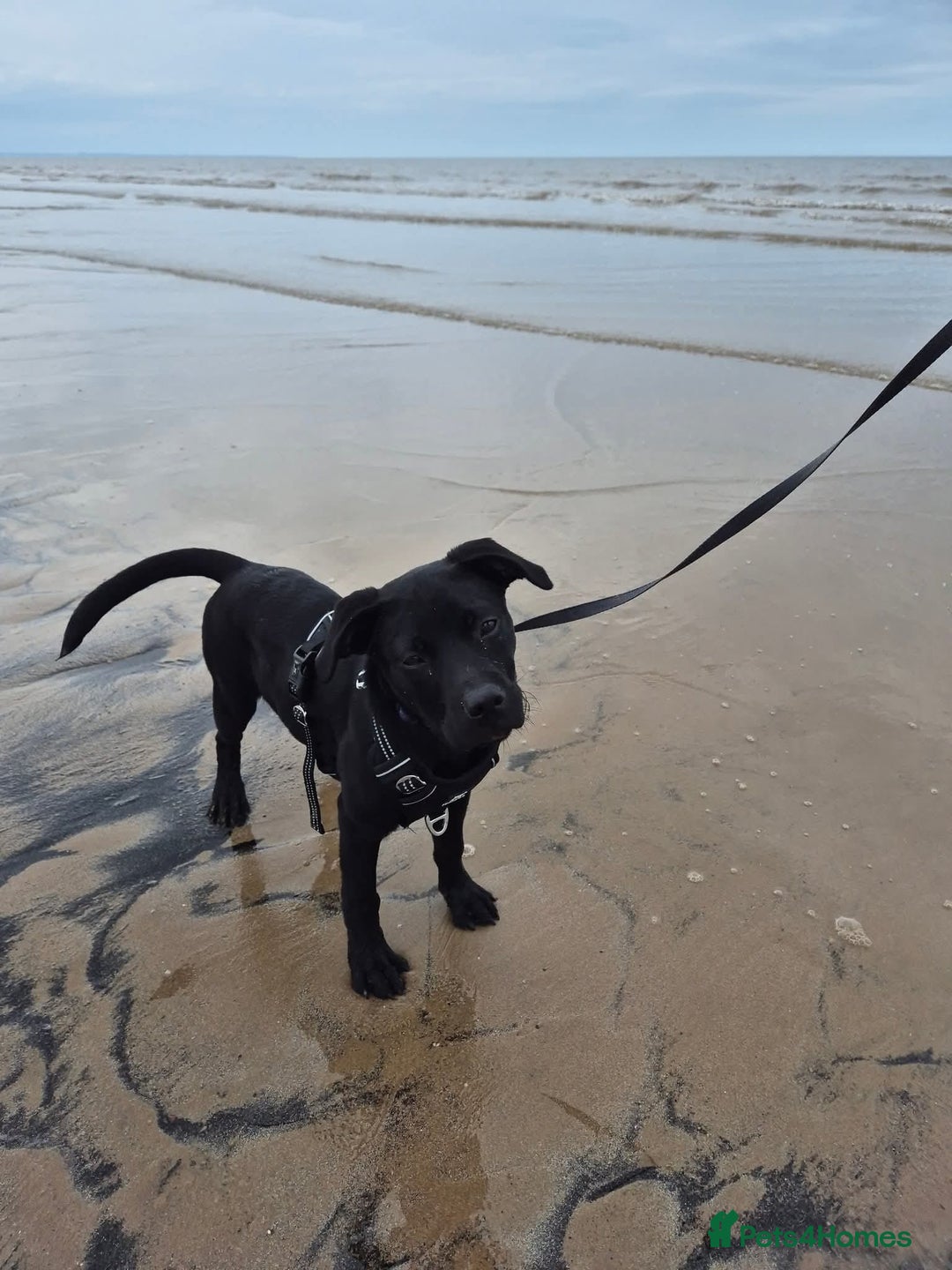 Mixed Breed dogs for sale: 9 month old Labrador cross - Image 4