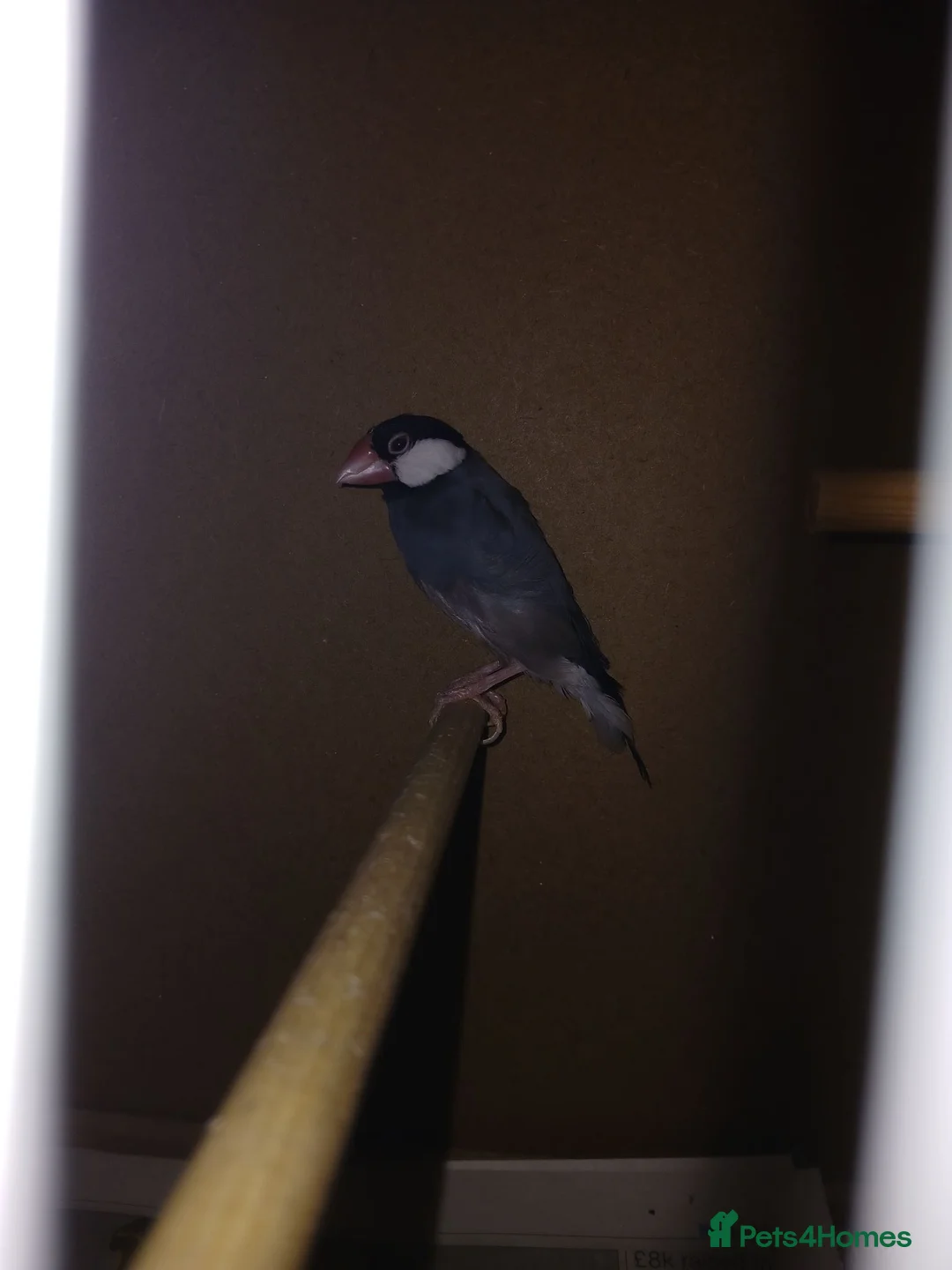 Finches birds for sale: Mixed finches + cages - Advert 6