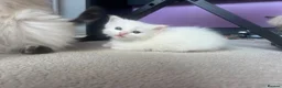 Ragdoll cats for sale: ❤️Beautiful Ragdoll Kittens❤️ in Brentwood - Advert 18