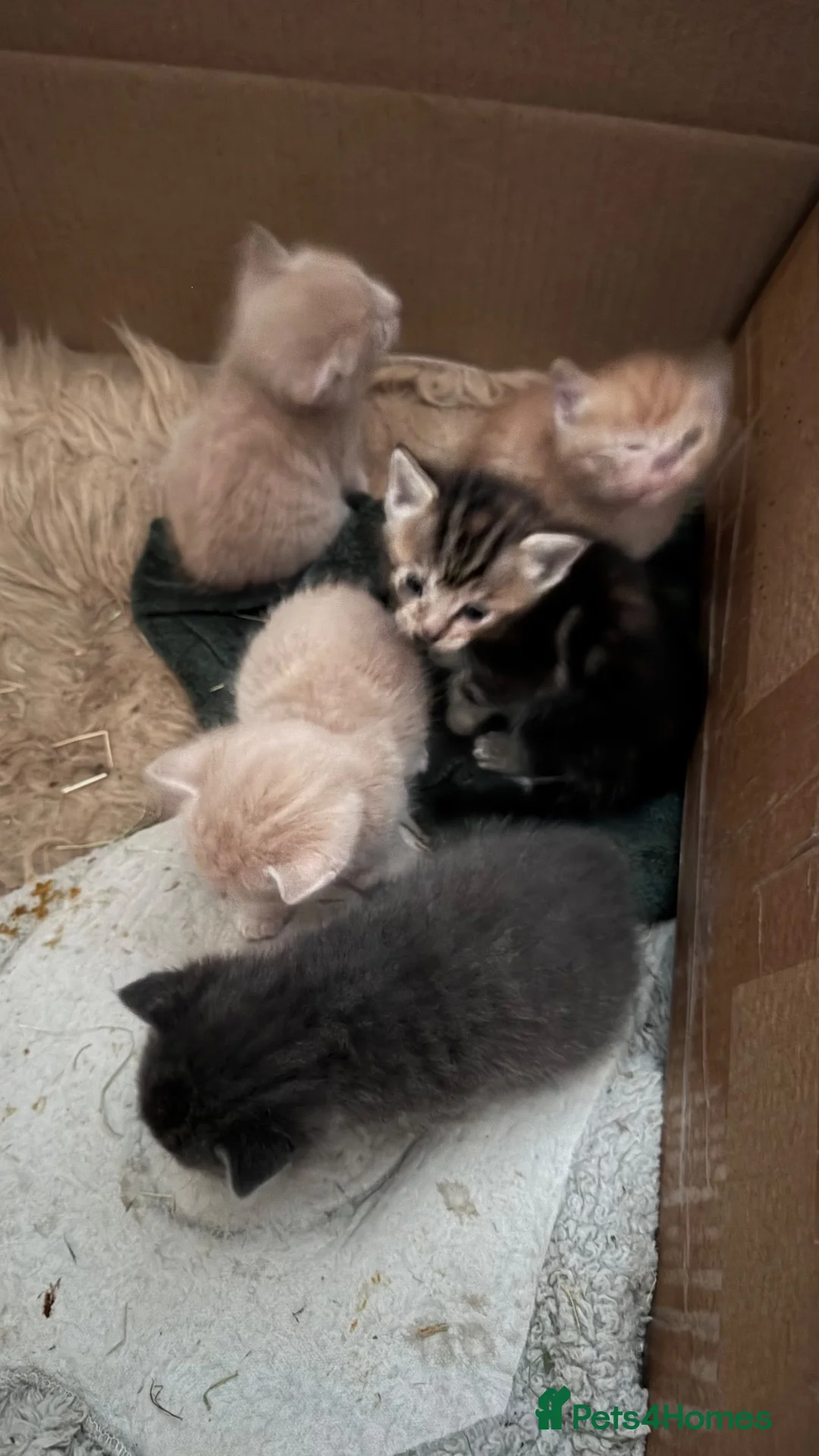 Mixed Breed cats for sale: 5 Farm Kittens For Sale - Advert 2