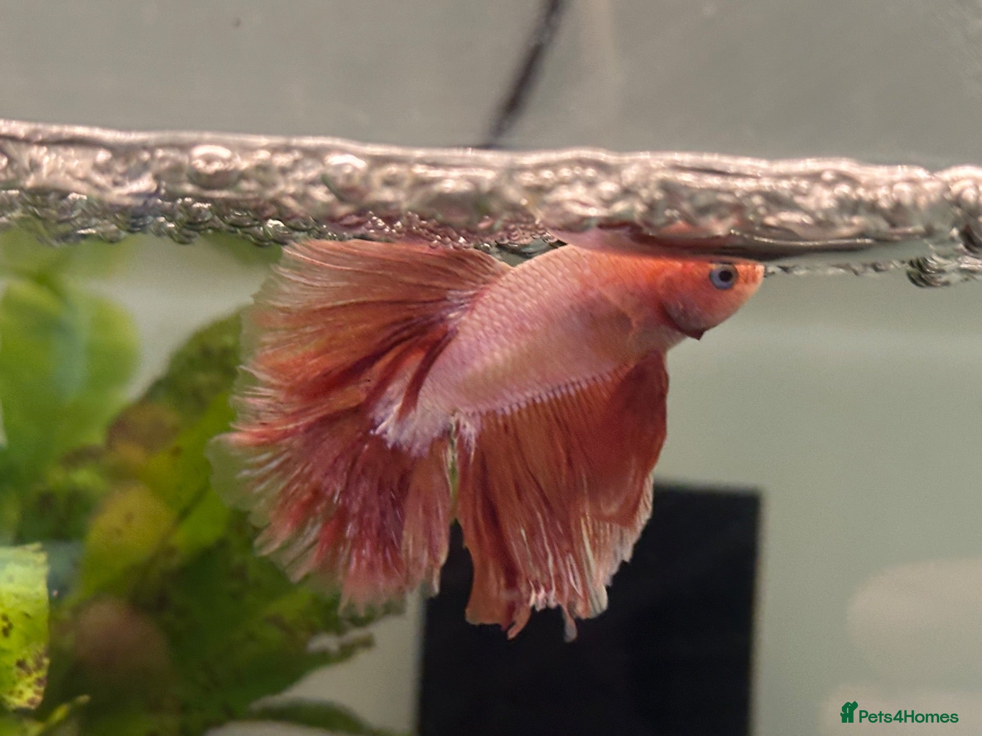 Angelfish fish Angel Fish/Shrimp/Golden Danio/Betta  - Advert 4