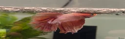 Angelfish fish for sale: Angel Fish/Shrimp/Golden Danio/Betta  - Advert 3