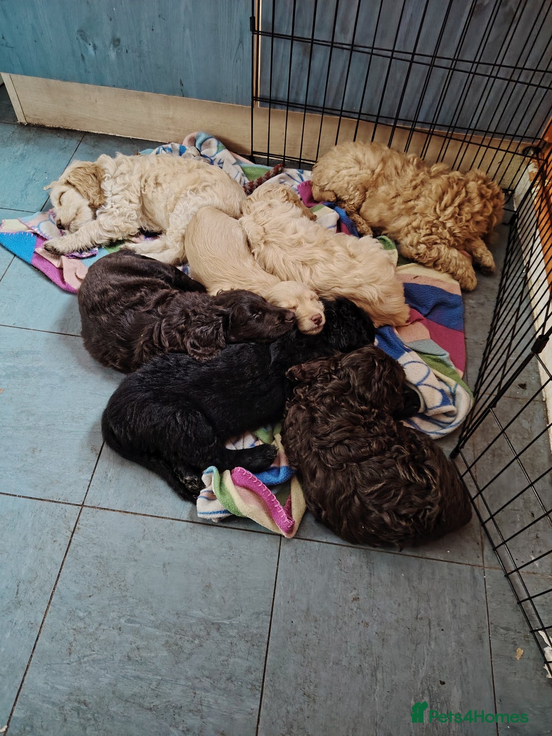 Cockapoo dogs for sale: Cockapoo puppies f2 ready now  - Advert 9