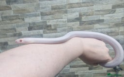 Corn Snake reptiles for sale: Opal Stripe Corn Snake  - Image 1