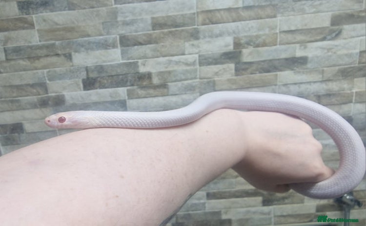 Corn Snake reptiles - Advert 1