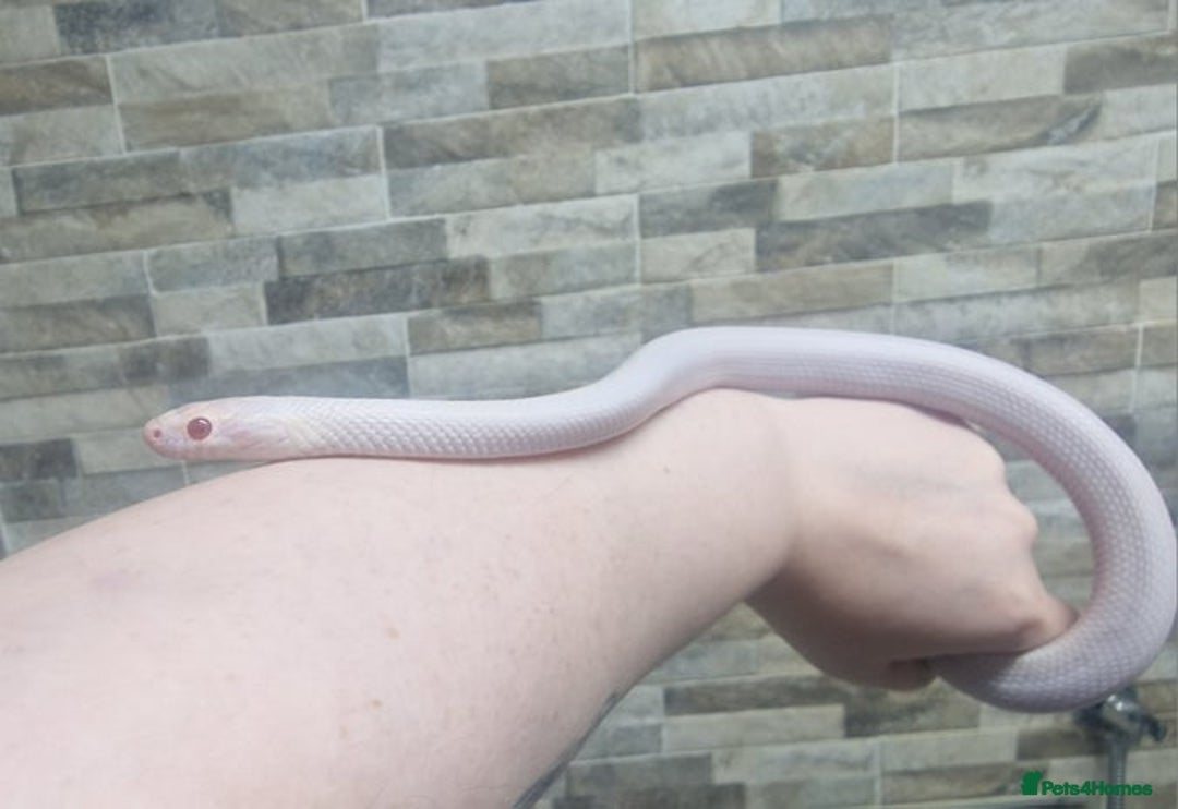 Corn Snake reptiles for sale: Opal Stripe Corn Snake  - Image 1