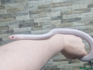 Corn Snake reptiles - Advert 23