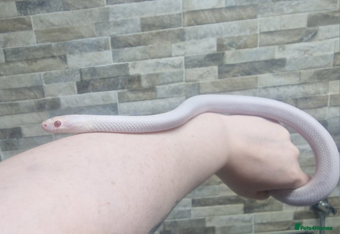 Corn Snake reptiles for sale - Advert 2