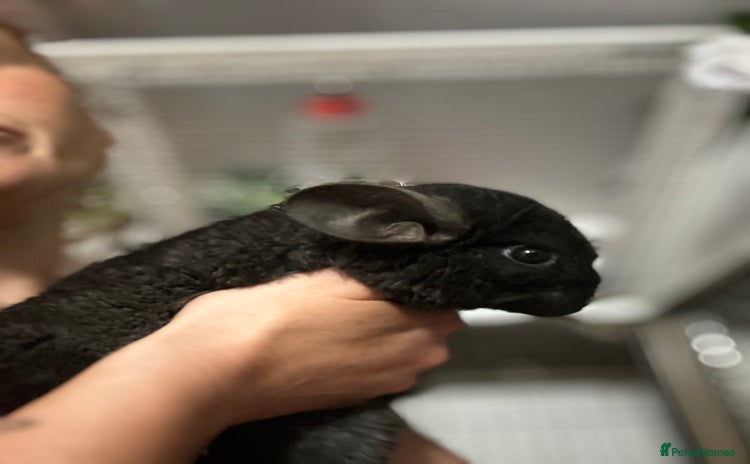 Chinchilla rodents - Advert 8