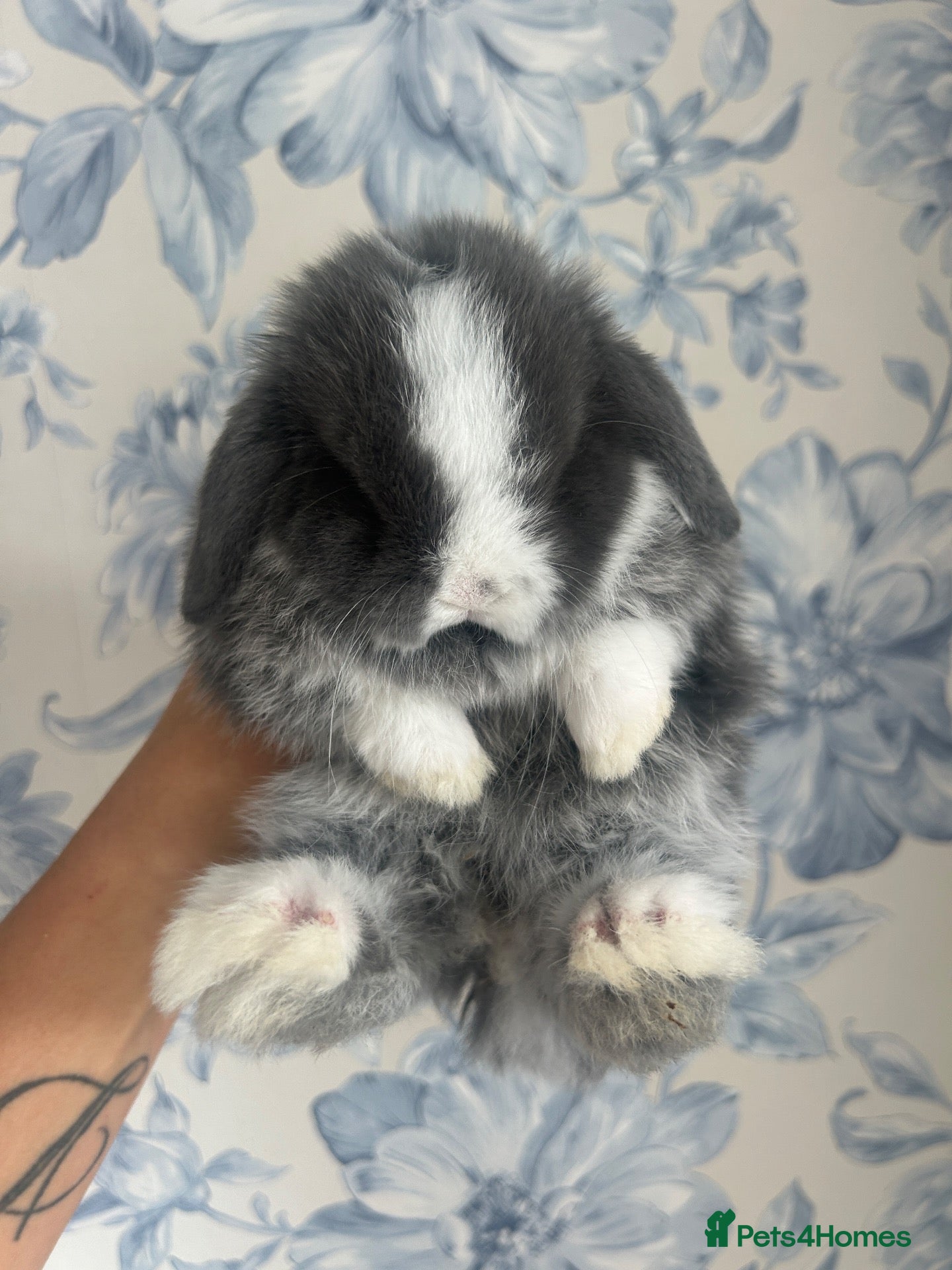 Mini Lop rabbits Mini Lop Baby’s  - Advert 21