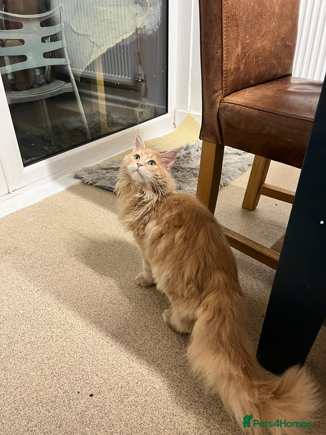 Maine Coon cats for sale: 2 boys (PET ONLY) - Advert 5