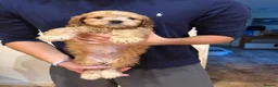 Cockapoo dogs for sale: ✨NOW READY 2 LEFT Golden Cockapoo Puppies✨ - Advert 15